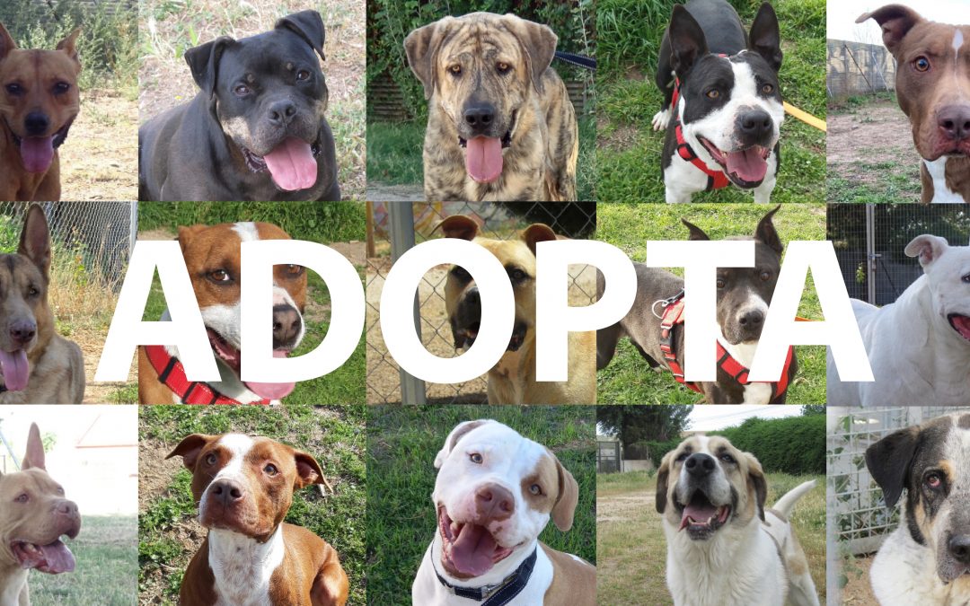 Todas las adopciones