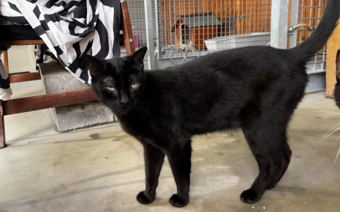 LACASITO en adopción