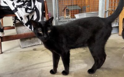 LACASITO en adopción