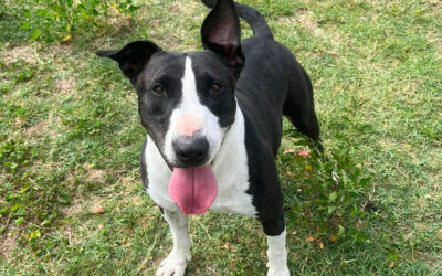 PINCEL en adopción