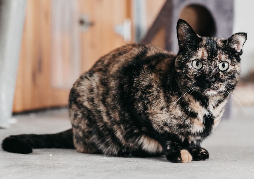 VEGANESA en adopción