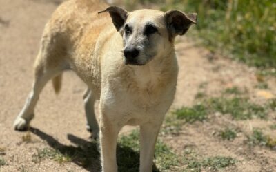 KORA en adopción