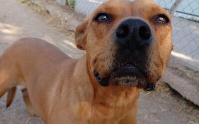 ALMA en adopción