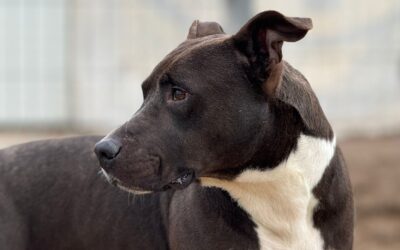 BLAKE en adopción