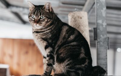 ISLEÑA en adopción