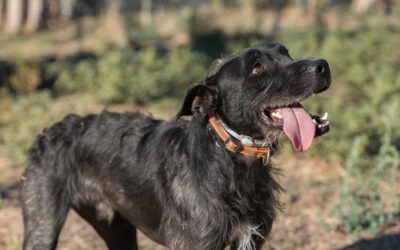 GARRA en adopción