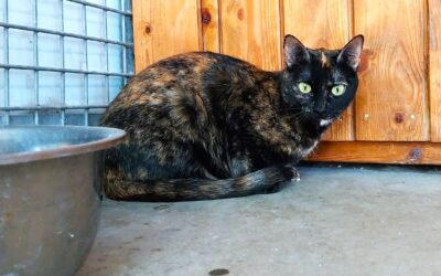 LIBÉLULA en adopción