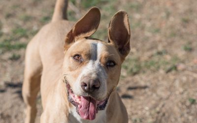 GABI en adopción