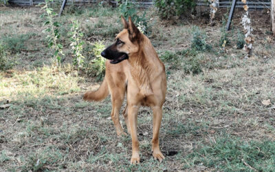 ALTAIR en adopción