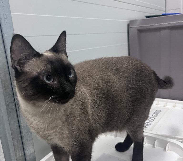 ANASTASIA en adopción