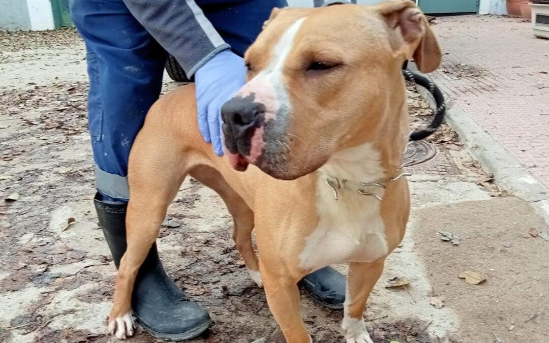 AREIA en adopción