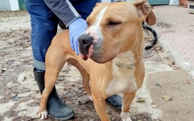 AREIA en adopción
