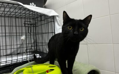 AZABACHE en adopción