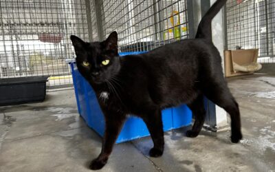 BEYONCÉ en adopción