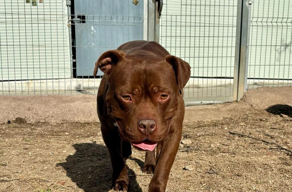 BRANDON en adopción