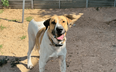 FAIR en adopción