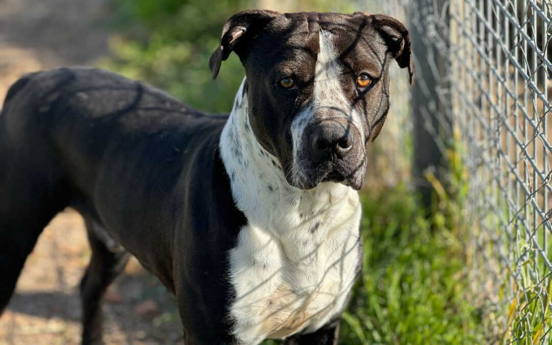 MOLLETE en adopción
