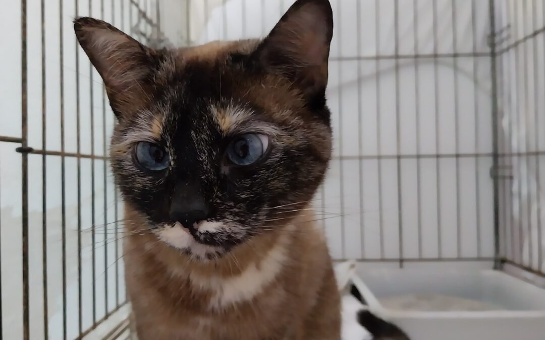 PANDORA en adopción