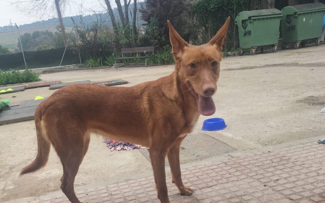 RENA en adopción