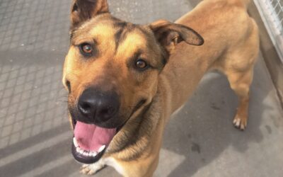 STING en adopción