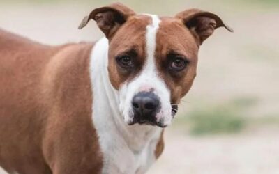 APOLO en adopción