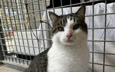 BOLICHE en adopción