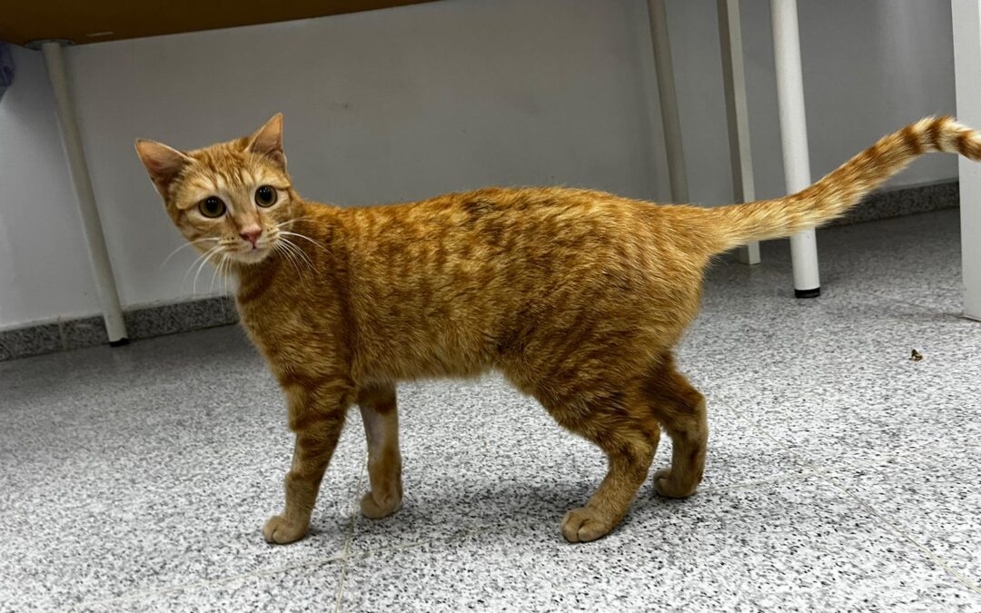 CALABAZA en adopción