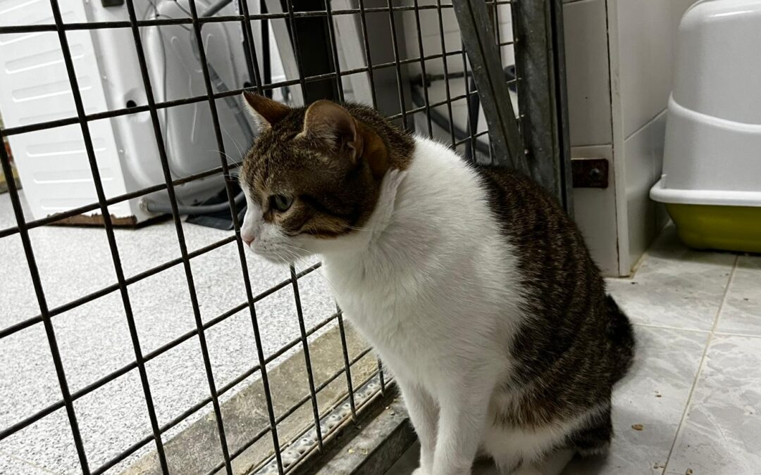CARDAMOMO en adopción