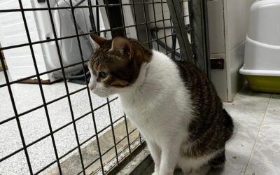 CARDAMOMO en adopción