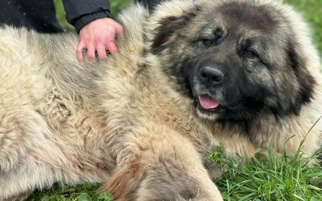 CHAKALA en adopción