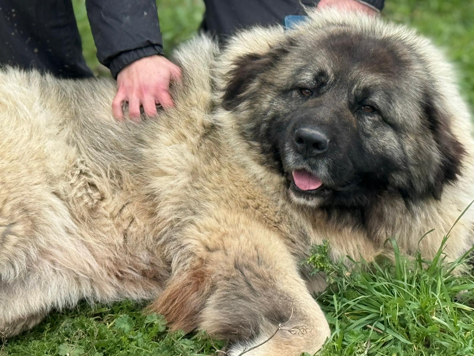 CHAKALA Ghost en adopción