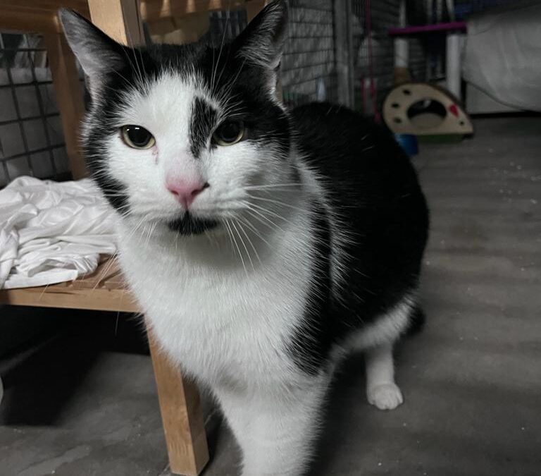 FRANCIS en adopción