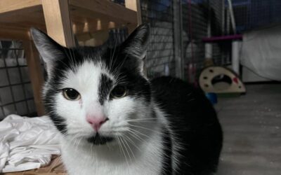 FRANCIS en adopción