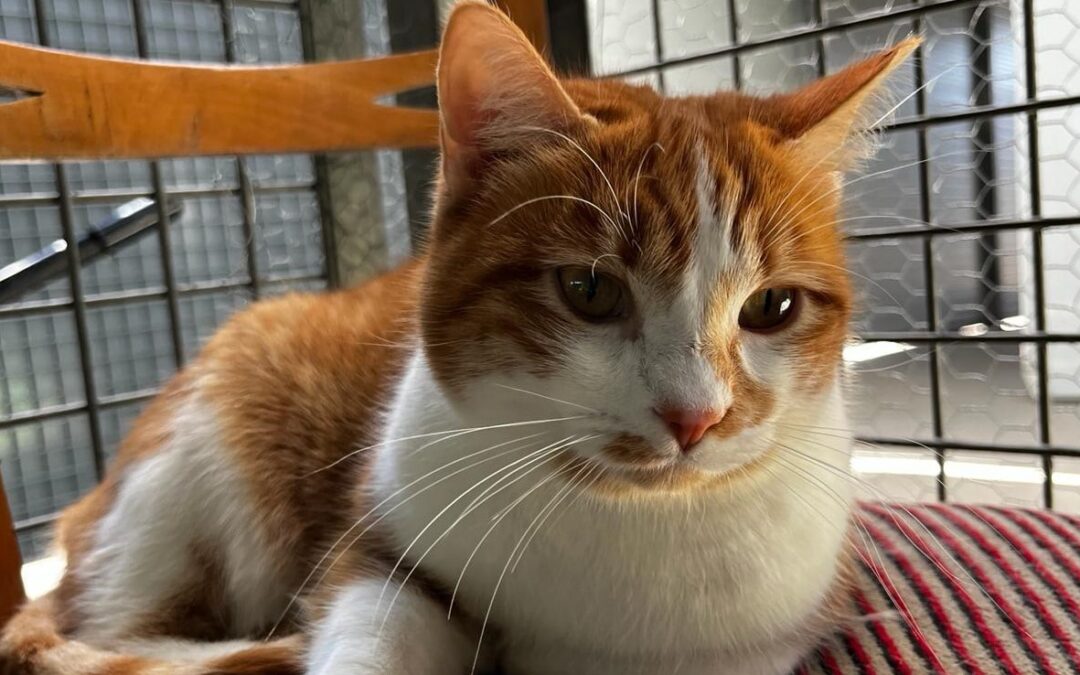 GAMUSINA en adopción