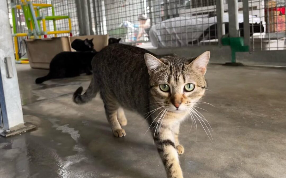 MADONNA en adopción