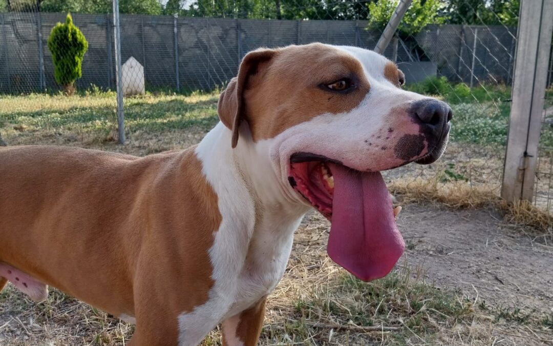 BOURBON en adopción