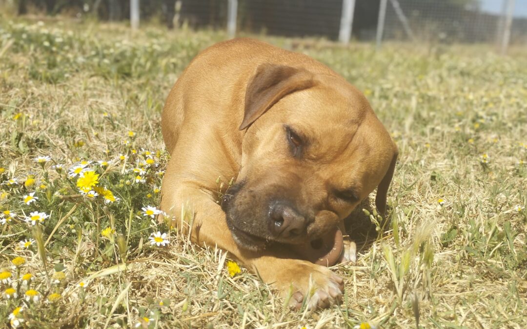 CHEDDAR en adopción