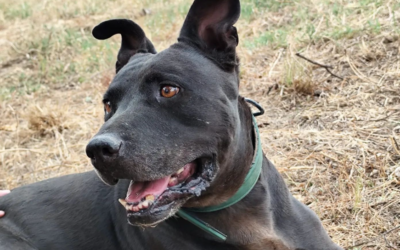 COCO en adopción