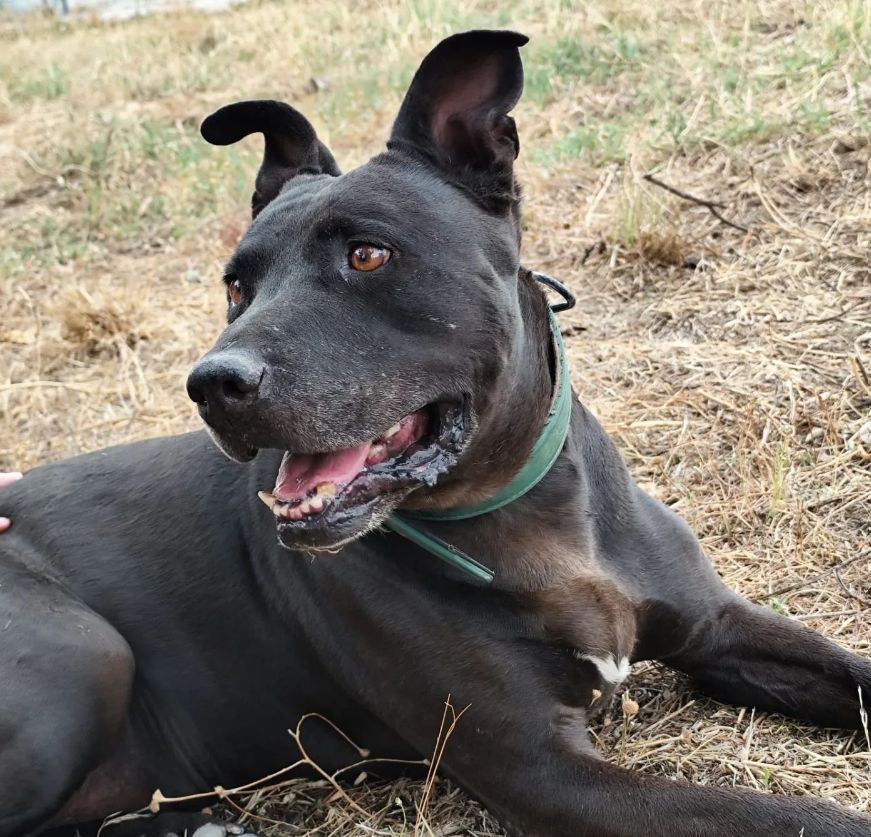 COCO perro