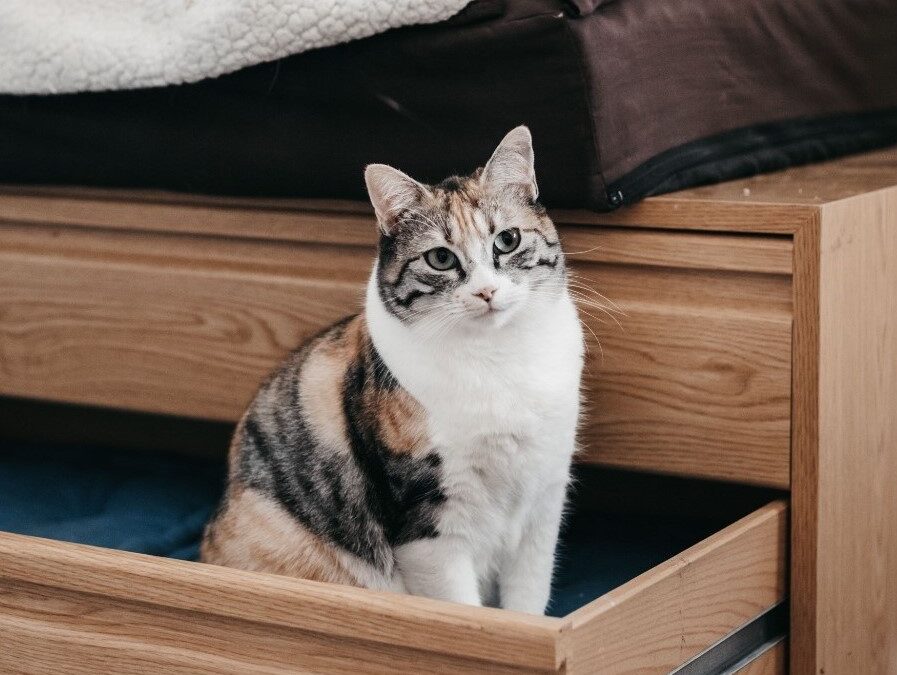 GATUBELA en adopción