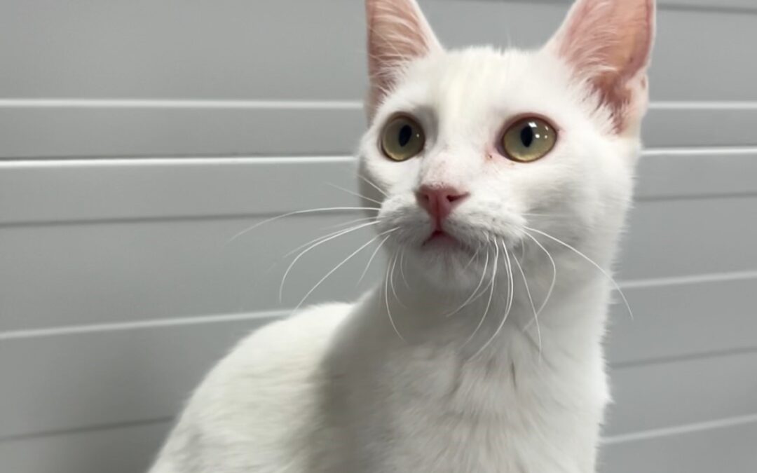 ALEXITA en adopción