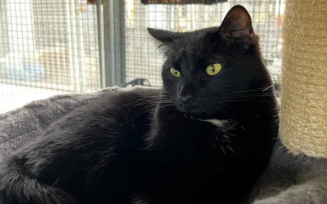 AUSTRIACO en adopción