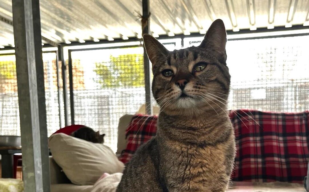 CUBILLA en adopción