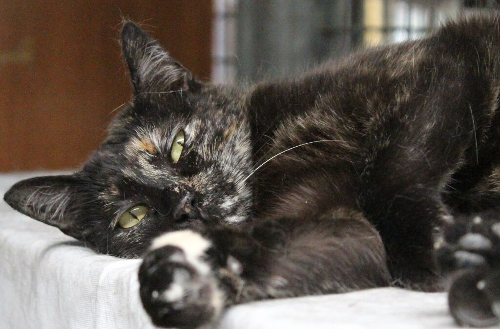 PIRULETA en adopción