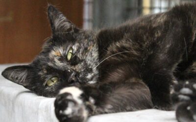 PIRULETA en adopción
