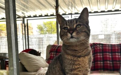 CUBILLA en adopción