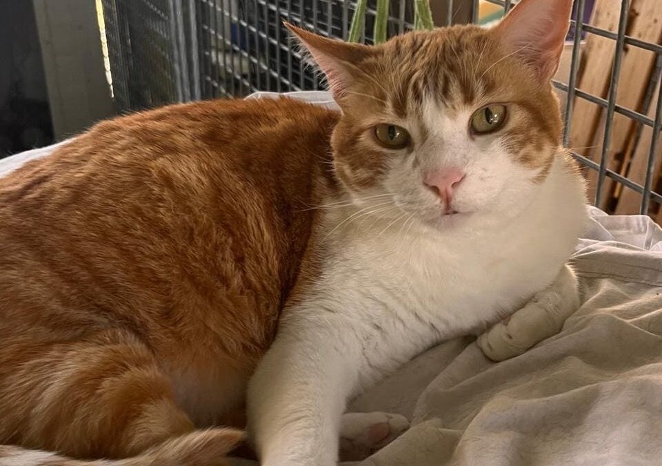 AMAZONIO en adopción