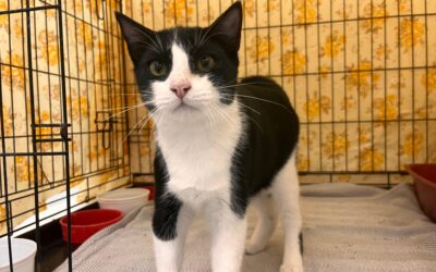 BONIATO en adopción