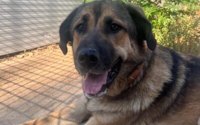 BRIGHT en adopción