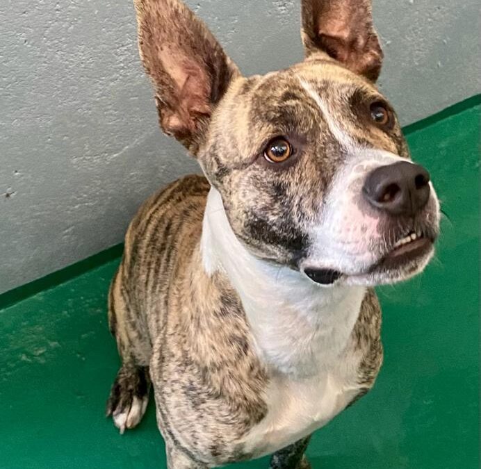 CAPOEIRO en adopción